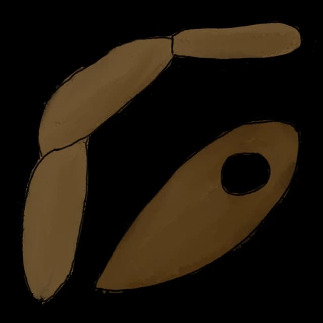 Férfi arc